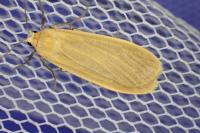 Wittia sororcula