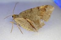 Macaria liturata