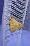 Agrotis exclamationis