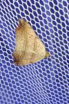 Laspeyria flexula