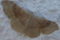 Idaea degeneraria