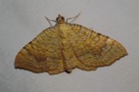 Camptogramma bilineata