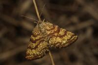 Ematurga atomaria