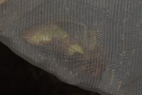 Diachrysia chrysitis