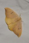 Watsonalla binaria