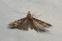 Alucita hexadactyla