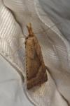 Synaphe punctalis
