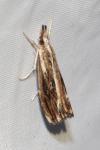 Catoptria verellus