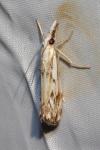 Catoptria falsella