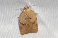 Acleris ferrugana