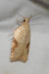 Acleris ferrugana