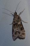 Eudonia mercurella