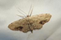 Idaea dimidiata