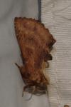 Ptilodon capucina