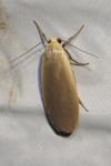 Collita griseola