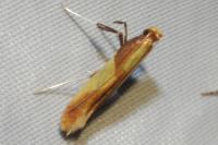 Caloptilia alchimiella