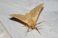 Crocallis elinguaria