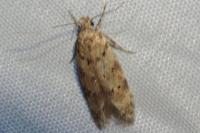 Pseudotelphusa paripunctella