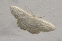 Idaea subsericeata