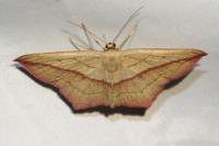 Timandra comae