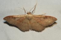 Idaea rubraria