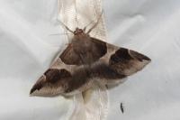 Dysgonia algira
