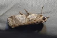 Acrobasis fallouella