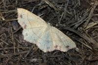 Cyclophora punctaria
