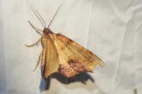 Plagodis dolabraria
