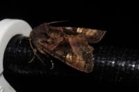 Euplexia lucipara