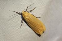 Wittia sororcula