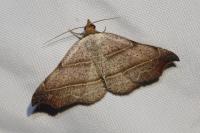 Laspeyria flexula
