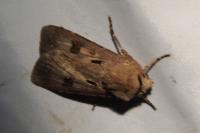Agrotis exclamationis