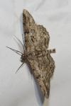Peribatodes rhomboidaria
