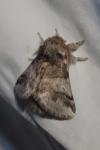 Thaumetopoea processionea