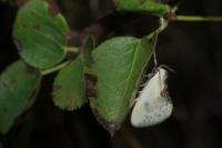 Cilix glaucata
