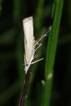 Agriphila inquinatella