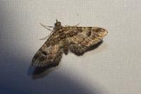 Gymnoscelis rufifasciata
