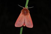 Phragmatobia fuliginosa