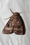 Amphipyra pyramidea