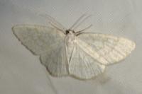 Cabera exanthemata