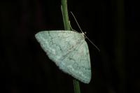 Pseudoterpna pruinata