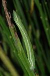 Pseudoterpna pruinata