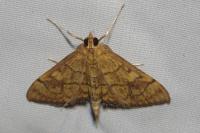 Anania verbascalis