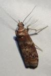 Phycita roborella