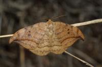 Drepana falcataria