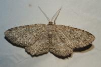 Hypomecis punctinalis