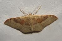 Idaea degeneraria