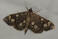 Anania coronata