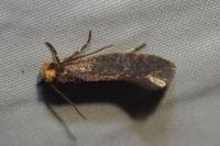 Cephimallota crassiflavella